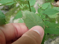 Liriomyza carphephori