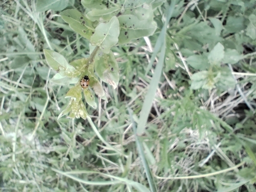Variegated Lady Beetle