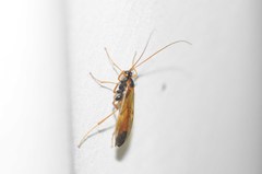 Opheltes glaucopterus barberi