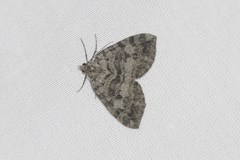 Hydriomena furcata