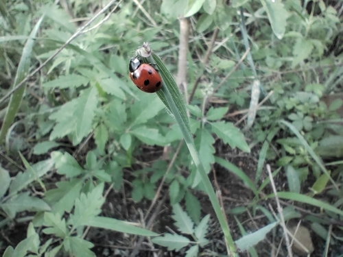 Seven-spotted Lady Beetle