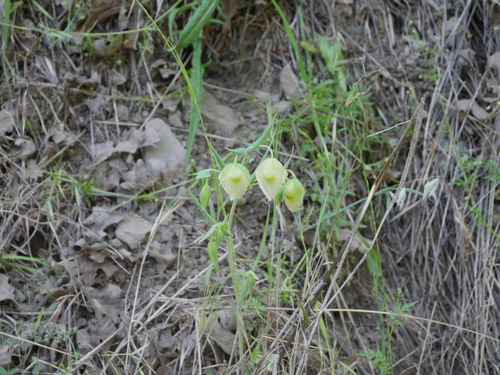 iNaturalist observation photo of White Globe Lily