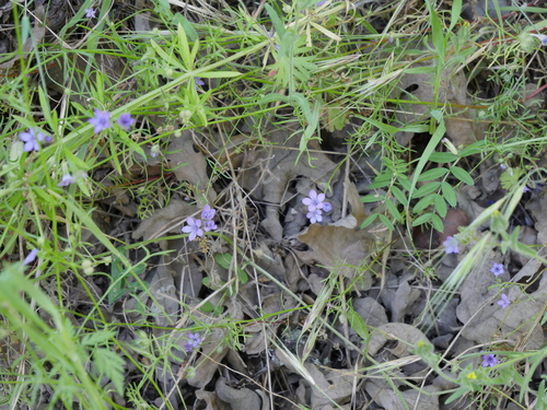 iNaturalist observation photo of California gilia