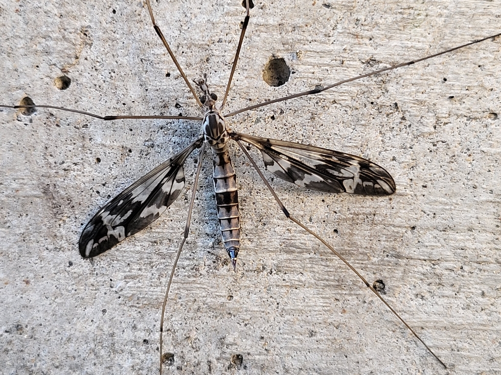 Tipula vittatipennis