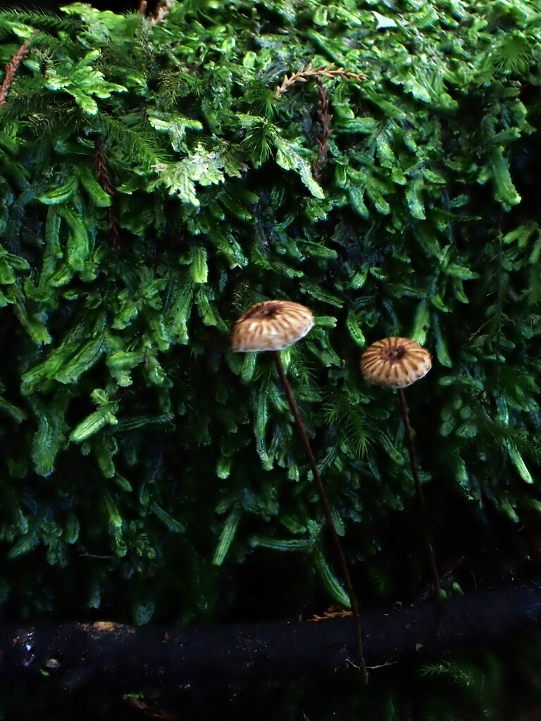 Crinipellis procera · May 2025 · photo: © nicnation (iNaturalist, cc-by)