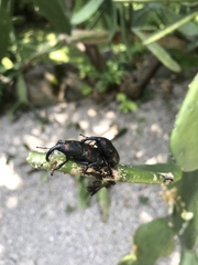 Cactophagus spinolae