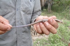 Plestiodon callicephalus