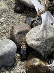 Thanatophilus lapponicus