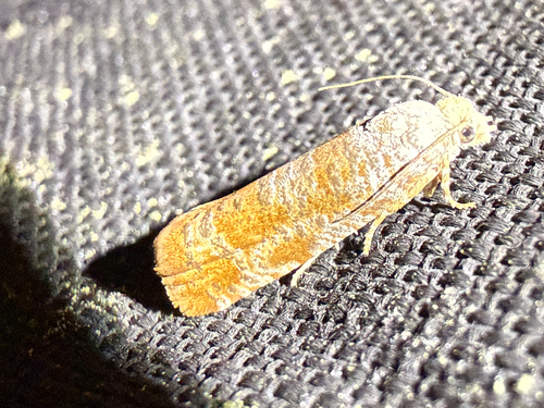 Pitch Twig Moth photo 4