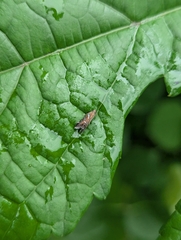 Strobisia proserpinella