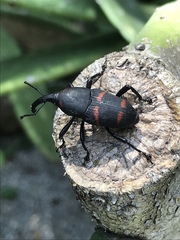 Cactophagus spinolae