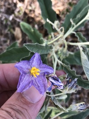 Solanum elaeagnifolium