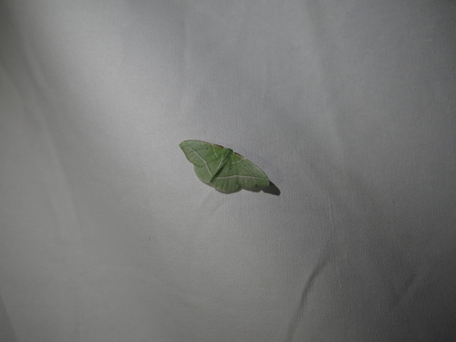 iNaturalist observation photo of Dichorda illustraria