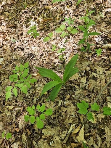 crisped bunchflower (Melanthium hybridum)