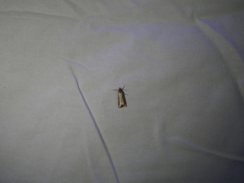 iNaturalist observation photo of Butterflies and Moths