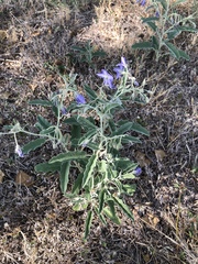 Solanum elaeagnifolium