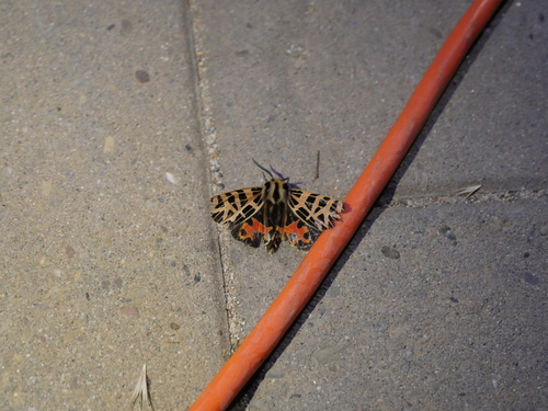 iNaturalist observation photo of Ornate Tiger Moth