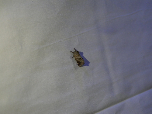 iNaturalist observation photo of Apical Prominent
