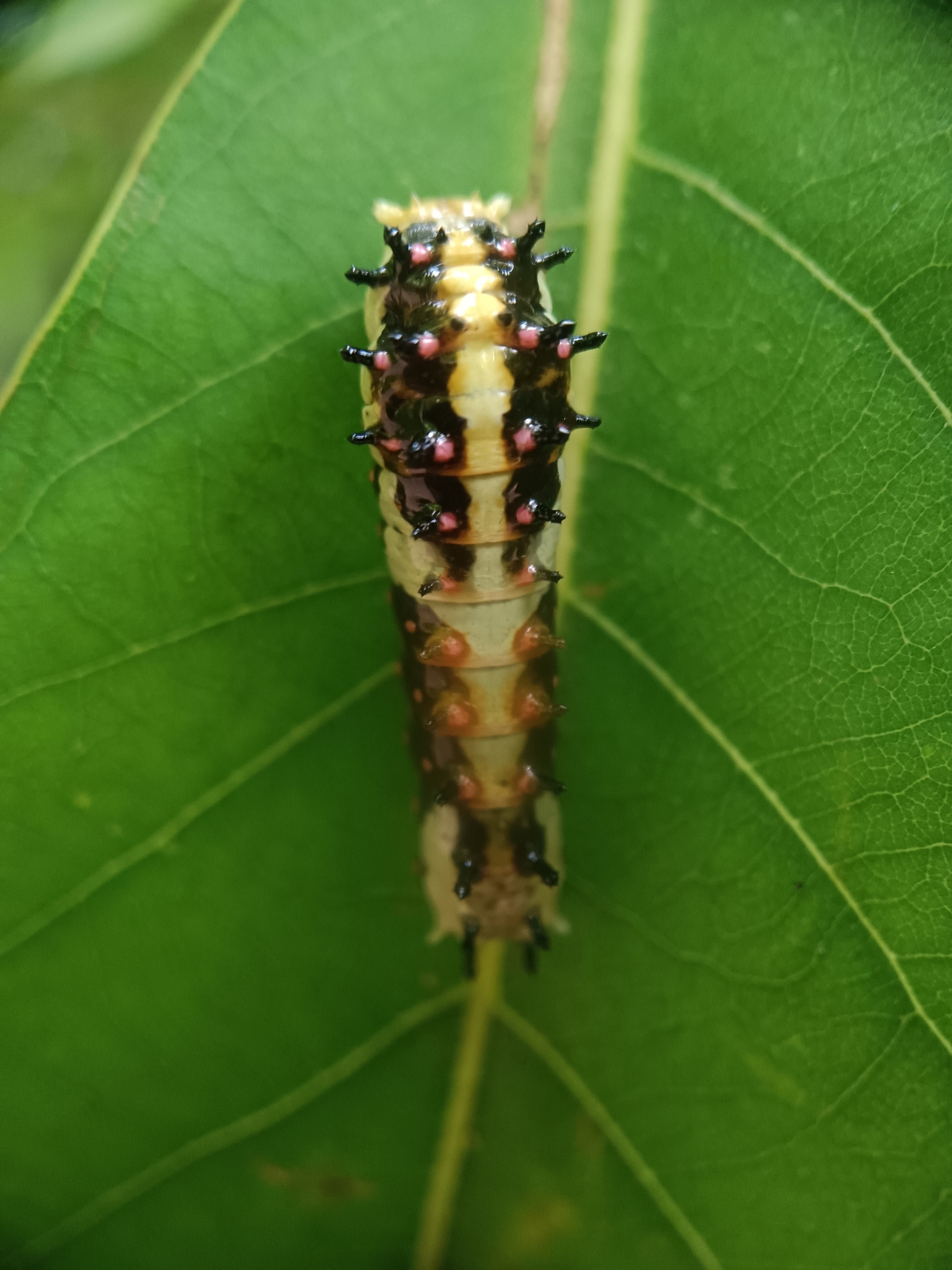 Common Mime