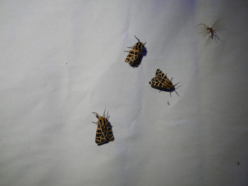 iNaturalist observation photo of Ornate Tiger Moth