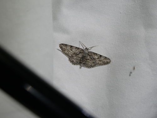 iNaturalist observation photo of Anavitrinella