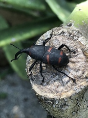 Cactophagus spinolae