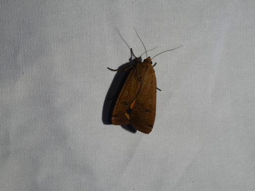 iNaturalist observation photo of Large Yellow Underwing