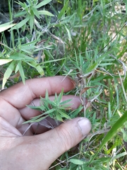 Dichanthelium malacophyllum