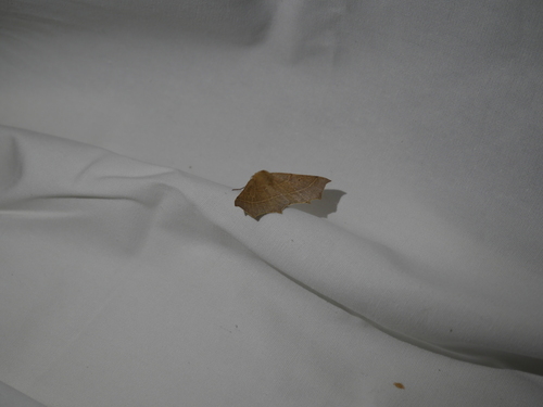 iNaturalist observation photo of Elegant Thorn