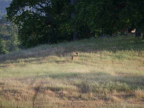iNaturalist observation photo of Mule Deer