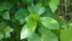 Maesa lanyuensis
