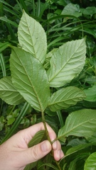 Maesa lanyuensis
