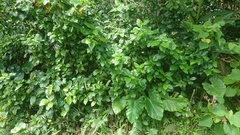 Maesa lanyuensis