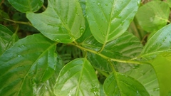 Maesa lanyuensis