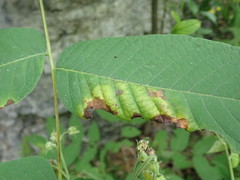Ophiognomonia leptostyla