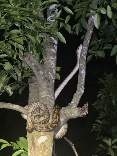 Australian Scrub Python sighting