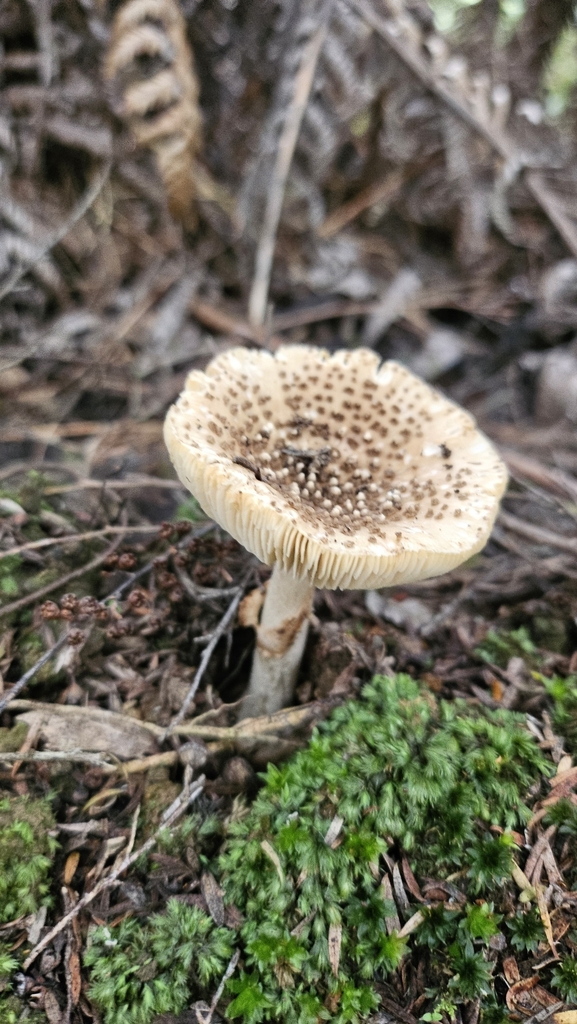 Amanita australis · May 2025 · photo: © charliethomas (iNaturalist, cc0)