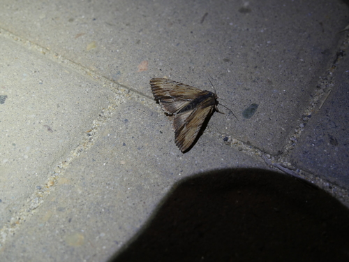 iNaturalist observation photo of Apamea cuculliformis