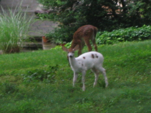 White-tailed Deer photographed in Virginia