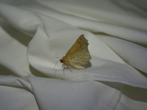 iNaturalist observation photo of Ennomini