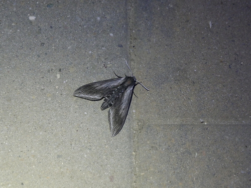 iNaturalist observation photo of Elegant Sphinx