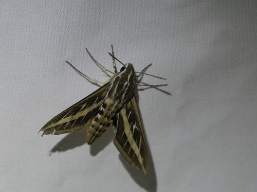 iNaturalist observation photo of White-lined Sphinx