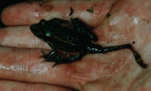 Northern Leopard Frog photographed in New York