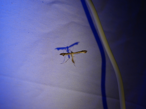 iNaturalist observation photo of Platyptiliini