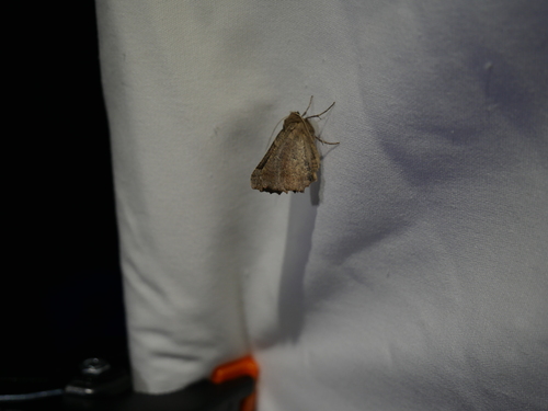iNaturalist observation photo of Pero Moths
