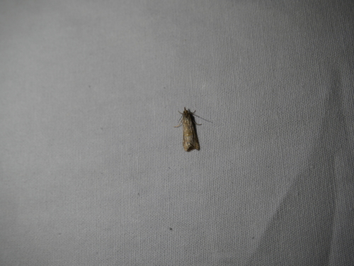 iNaturalist observation photo of Belted Grass-veneer