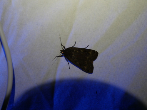 iNaturalist observation photo of Large Yellow Underwing