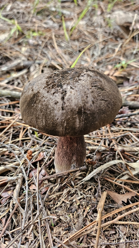 Tylopilus formosus · May 2025 · photo: © charliethomas (iNaturalist, cc0)