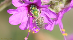 Agapostemon angelicus