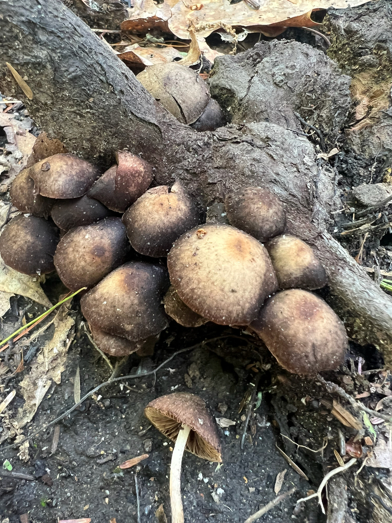Common Gilled Mushrooms and Allies